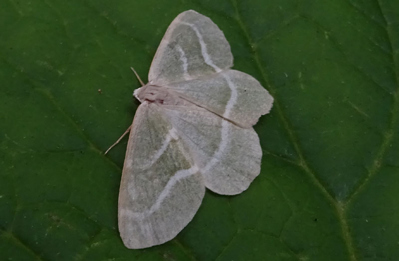 Hylaea fasciaria - Geometridae